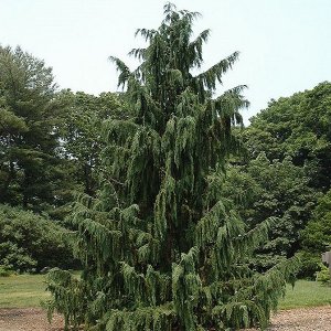 Cypruštek nutkanský (Chamaecyparis nootkatensis) - výška 170-190 cm, kont. C35L (-30°C)